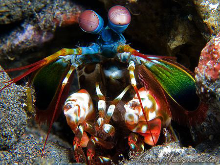 Colorful Peacock Mantis Shrimp (Odontodactylus scyllarus)... by Marco Waagmeester 