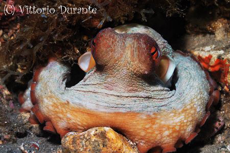 Octopus Vulgaris by Vittorio Durante 