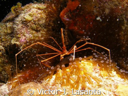 arrow crab in a anemone in mermaid point dive site at par... by Victor J. Lasanta 