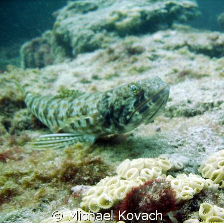 Lizard fish on the Inside reef at Lauderdale by the Sea by Michael Kovach 