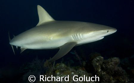 Reef Shark-Canon 5D 17-40mm by Richard Goluch 