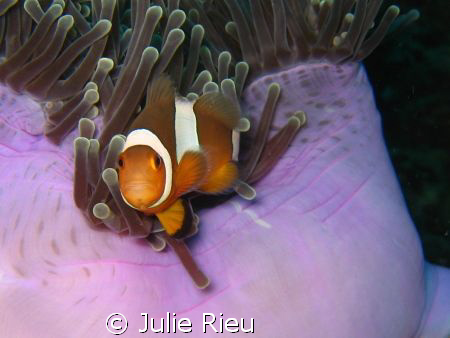 Cheeky little clown fish, for once, agreed to pose. by Julie Rieu 
