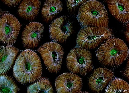 They could be candies! Beautiful coral polyps. This photo... by Steven Anderson 