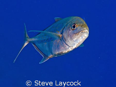 Inquisitive trevally , by Steve Laycock 