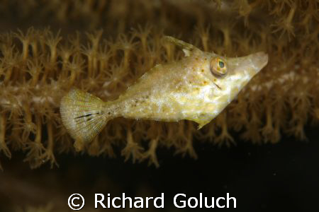 Slender Filefish Juvenile-Canon 5D 100 mm macro no cropping by Richard Goluch 