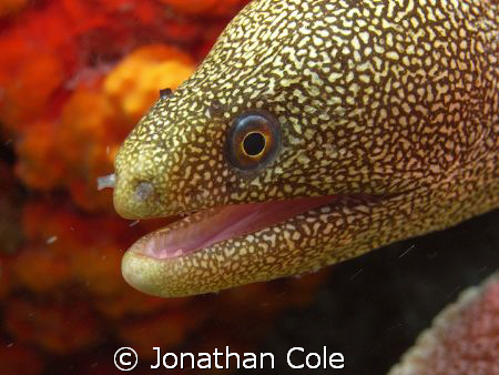 gold spotted eel shot in Bonaire on the west coast, using... by Jonathan Cole 