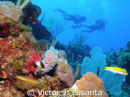 aqua viva dive team {luis} having fun in mermaid point di... by Victor J. Lasanta 
