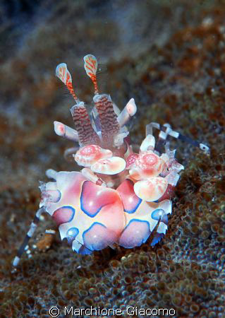 Arlequin shrimp
Nikon D200 , 60 micro , twin strobo
Man... by Marchione Giacomo 