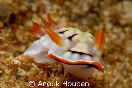 Chromodoris conchyliata. Picture taken on the second reef... by Anouk Houben 