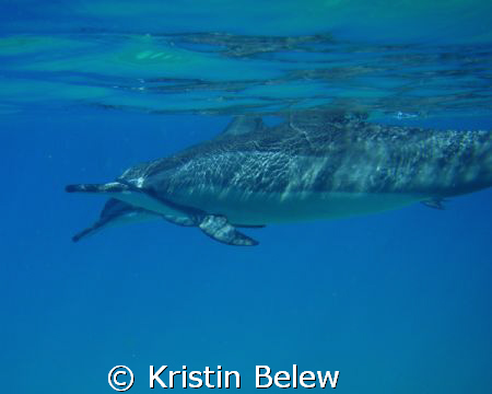 Spinner Dolphins off the Coast of Lanai-- 
Natural Light... by Kristin Belew 