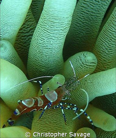 This spotted cleaner shrimp was very curious and seemed t... by Christopher Savage 
