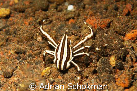 I think its called a Spider Crab. I may be Wrong but anot... by Adrian Schokman 