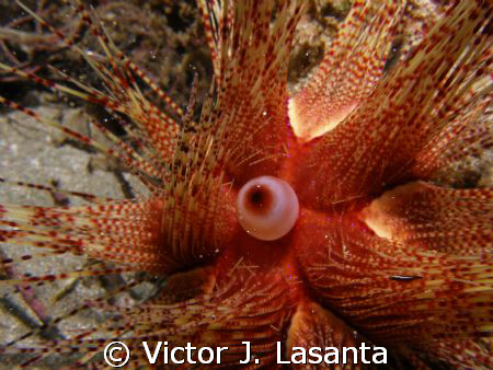 rare sea urchin in crash boat dive site at AGUADILLA, PUE... by Victor J. Lasanta 