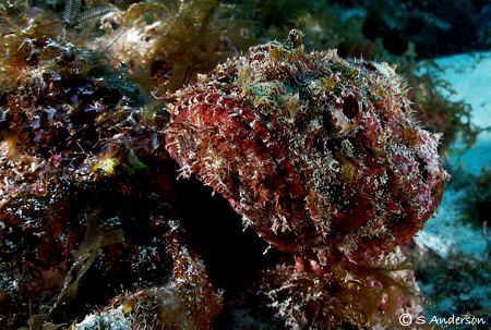 This photo is of a Spotted Scorpionfish, carefully camofl... by Steven Anderson 