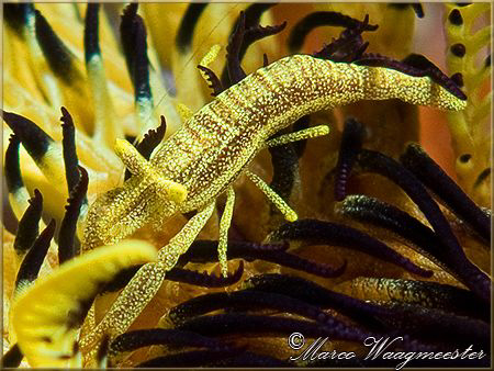Crinoid shrimp (Periclimenes amboinensis) hiding in a Fea... by Marco Waagmeester 