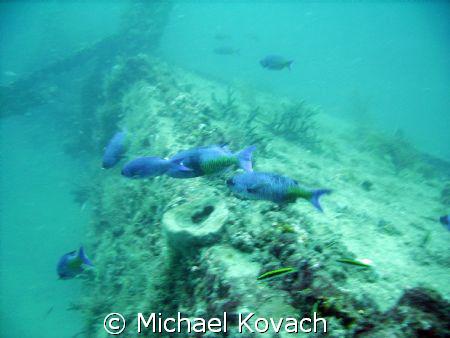 The wreck of the Sea Emperor off of Fort Lauderdale by Michael Kovach 