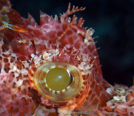 Eye of a scorpion fish. Casio Exilim z 1200 by Andrew Macleod 