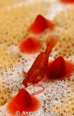 Commensal shrimp, Periclimenes sp. on a cushion star. Pic... by Anouk Houben 