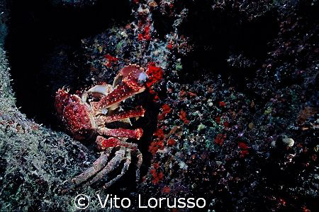 Crabs in love ! by Vito Lorusso 