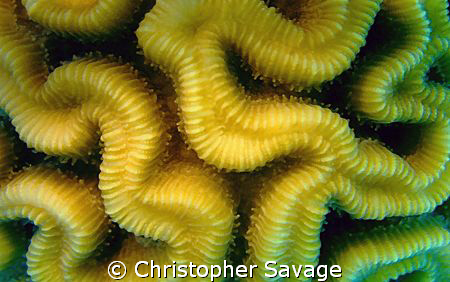 Ridges.  Diploria labrynthiformes (Brain Coral) by Christopher Savage 