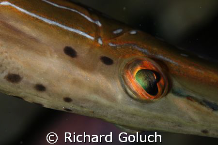 Eye of a Trumpetfish-Canon 5D 100 mm macro by Richard Goluch 