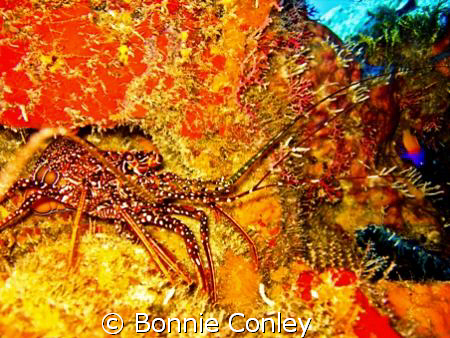 Spotted Spiny Lobster seen in Grand Cayman August 2008.  ... by Bonnie Conley 