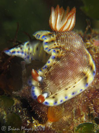 Nudibranch (Hypselodoris carnea) posing nicely....¸><((((... by Brian Mayes 