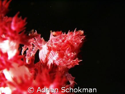 Soft Coral Crab from Bali.. Olympus E-330 + 50mm Macro Lens by Adrian Schokman 