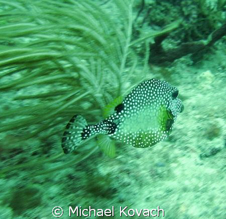 Smooth Trunkfish on the Inside Reef at Lauderdale by the Sea by Michael Kovach 