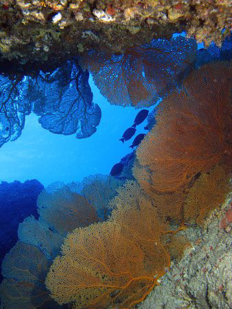 Sea Fans "gorgonian colony"- Saipan Grotto by Martin Dalsaso 
