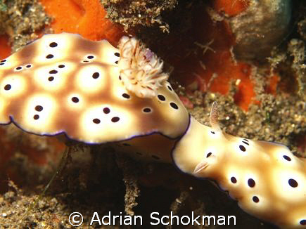 I'm Coming ...... Nudi's from Bali .. Olympus E-330 + 50m... by Adrian Schokman 