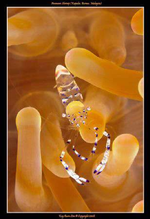 Anemone Shrimp, D300, 60mm AF-S Micro, by Kay Burn Lim 