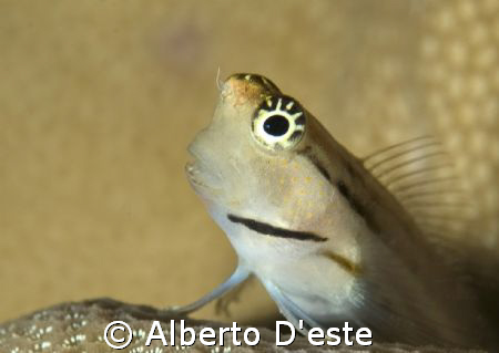 Little goby on hard coral by Alberto D'este 