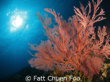 Pink Gorgonion Seafan, Tenggol, Malaysia by Fatt Chuen Foo 