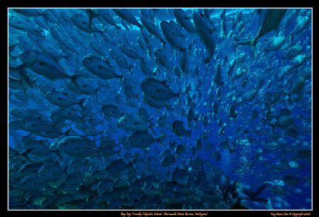 This school of jacks came straight at us at high speed! O... by Kay Burn Lim 