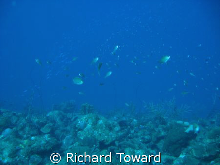 Reef Scene taken with Canon A570is off Barbados by Richard Toward 