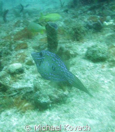 Scrawled Filefish on the Inside Reef at Lauderdale by the... by Michael Kovach 