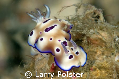 One of many Nudis at Anilao, Philippines, D300, 105VR, IS... by Larry Polster 