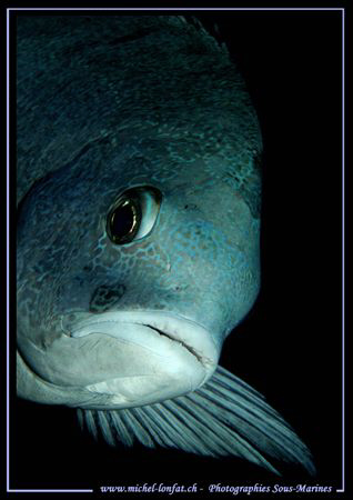 Face to face with this beautiful Snapper... :O) ... by Michel Lonfat 