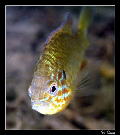 Lepomis gibbosus - a tropical fish in our freshwater ponds? by Daniel Strub 