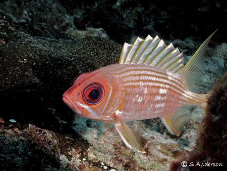 This photo makes me think that this Squirrelfish has a co... by Steven Anderson 