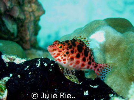 Hawkfish, finally stopping - very briefly - after teasing... by Julie Rieu 