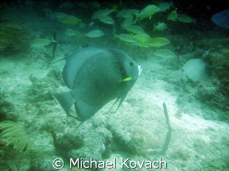 Grey Angelfish on the Inside Reef at Lauderdale by the Sea by Michael Kovach 