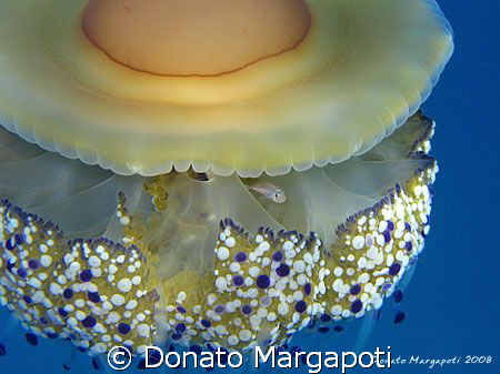 Fish in a Cothyloriza tubercolata. Canon G9 + Fantasea na... by Donato Margapoti 