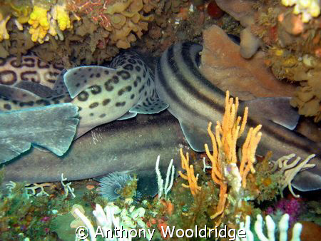 Leopard catsharks and Pyjama sharks trying to all cram th... by Anthony Wooldridge 