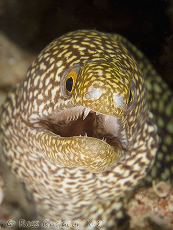 Moray Eel.  Ningaloo Reef, Western Australia.  Canon 40D ... by Ross Gudgeon 