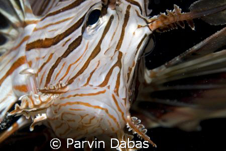a grumpy looking lion fish by Parvin Dabas 