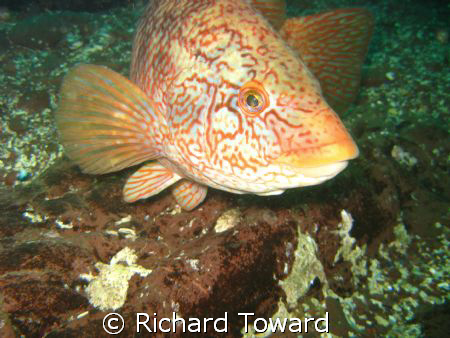 Wrasse taken off St Abbs Head with Canon A570is by Richard Toward 