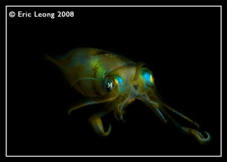 Squid by Eric Leong 