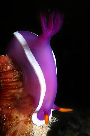 Nudibranch. by Miguel Cortés 